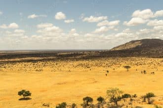 Savana