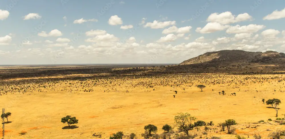 Savana