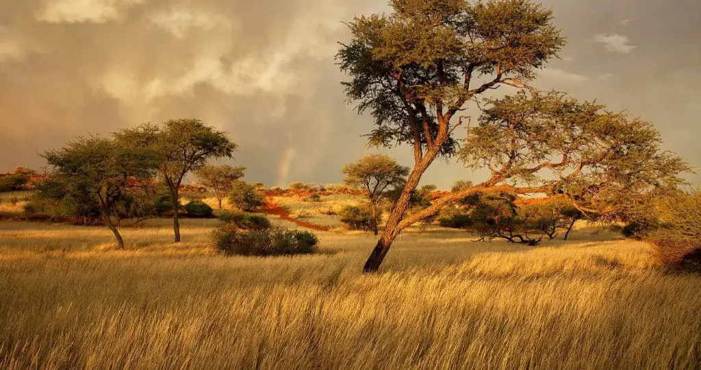 Savana