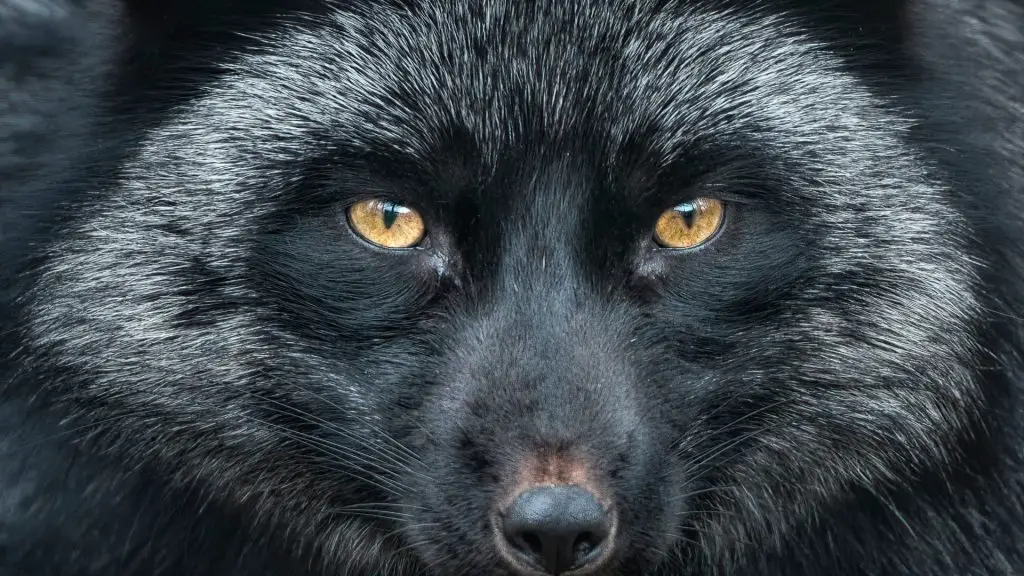 Silver fox colpisce ancora: un nuovo driver vulnerabile firmato microsoft viene usato per disattivare gli antivirus e infettare i pc
