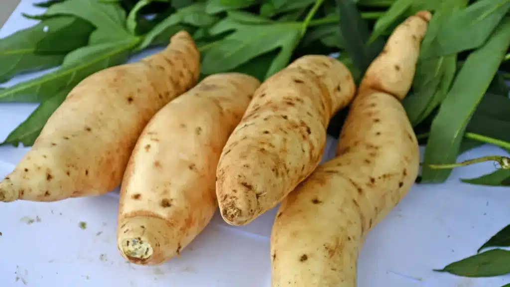 La patata dolce svela i suoi segreti: decifrato il suo genoma super complesso