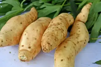 Patata dolce