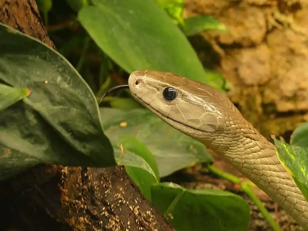 Il veleno del mamba è più complesso di quanto si pensasse: nuova scoperta dell’università del queensland