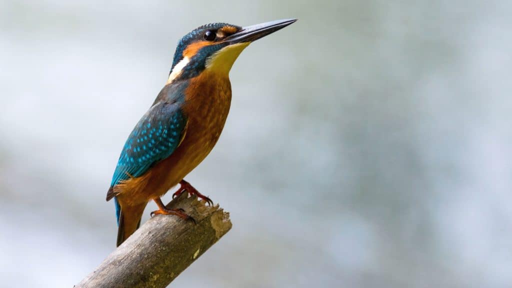 Comunicazione animale e apprendimento sociale: uccelli lontani tra loro parlano "la stessa lingua" contro i parassiti del nido %comunicazione animale e apprendimento sociale: uccelli lontani tra loro parlano "la stessa lingua" contro i parassiti del nidocount(title)% Comunicazione animale e apprendimento sociale: uccelli lontani tra loro parlano "la stessa lingua" contro i parassiti del nido