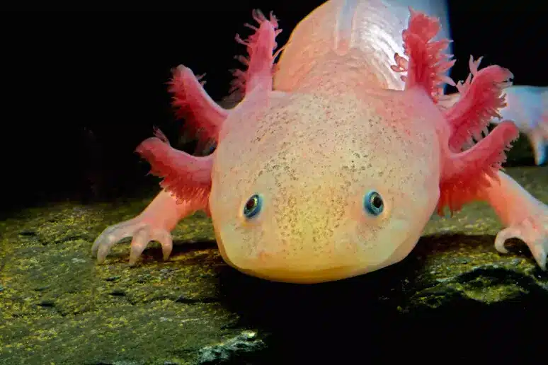 Harvard scopre che adrenalina e noradrenalina guidano la rigenerazione degli arti nella salamandra
