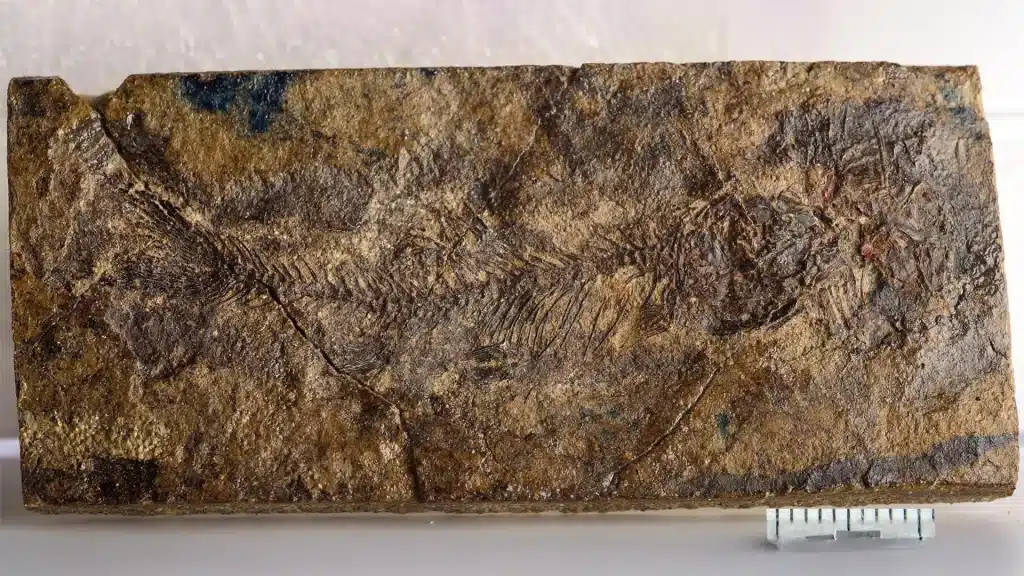 Un mini fossile canadese riscrive la storia dei pesci d’acqua dolce