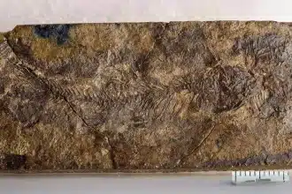 Fossile