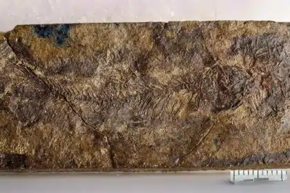 Fossile