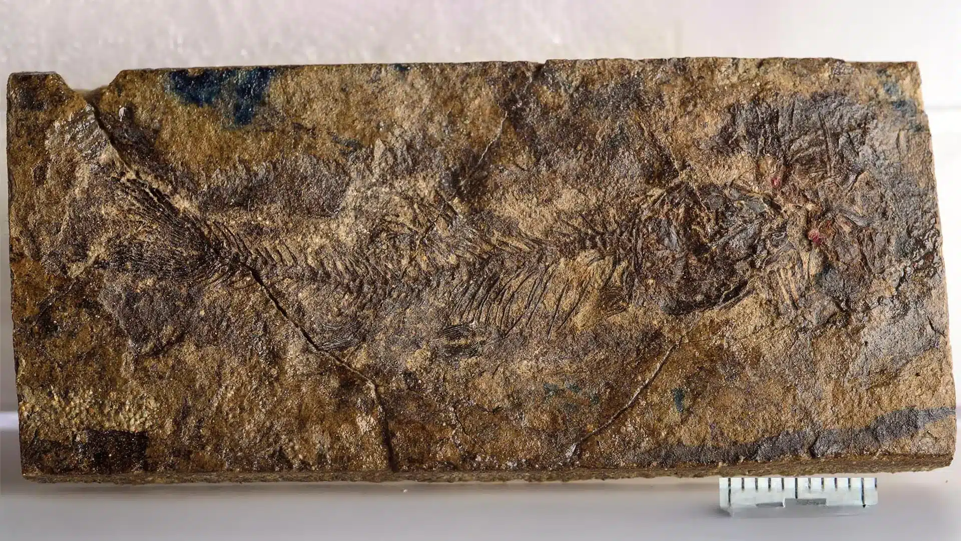 Fossile