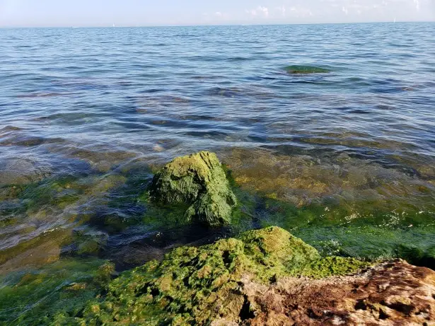 Sifoneina: il segreto delle alghe che non temono il sole