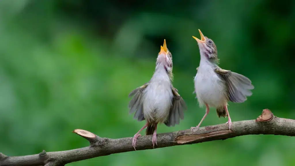 Comunicazione animale e apprendimento sociale: uccelli lontani tra loro parlano "la stessa lingua" contro i parassiti del nido %comunicazione animale e apprendimento sociale: uccelli lontani tra loro parlano "la stessa lingua" contro i parassiti del nidocount(title)% Comunicazione animale e apprendimento sociale: uccelli lontani tra loro parlano "la stessa lingua" contro i parassiti del nido