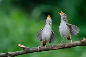 Uccelli