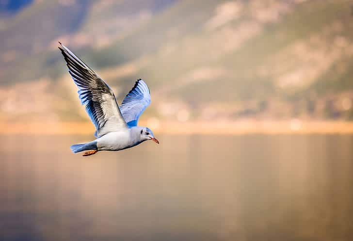 Comunicazione animale e apprendimento sociale: uccelli lontani tra loro parlano "la stessa lingua" contro i parassiti del nido %comunicazione animale e apprendimento sociale: uccelli lontani tra loro parlano "la stessa lingua" contro i parassiti del nidocount(title)% Comunicazione animale e apprendimento sociale: uccelli lontani tra loro parlano "la stessa lingua" contro i parassiti del nido