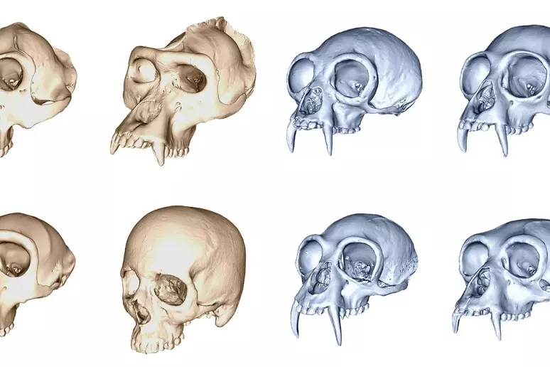 Evoluzione del cranio umano: perché si è accelerata rispetto alle scimmie?