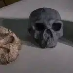 Evoluzione del cranio umano: perché si è accelerata rispetto alle scimmie? %evoluzione del cranio umano: perché si è accelerata rispetto alle scimmie? Count(title)% Evoluzione del cranio umano: perché si è accelerata rispetto alle scimmie?