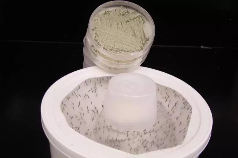 Funghi anti-zanzare: una nuova arma profumata contro malaria e dengue %funghi anti-zanzare: una nuova arma profumata contro malaria e denguecount(title)% Funghi