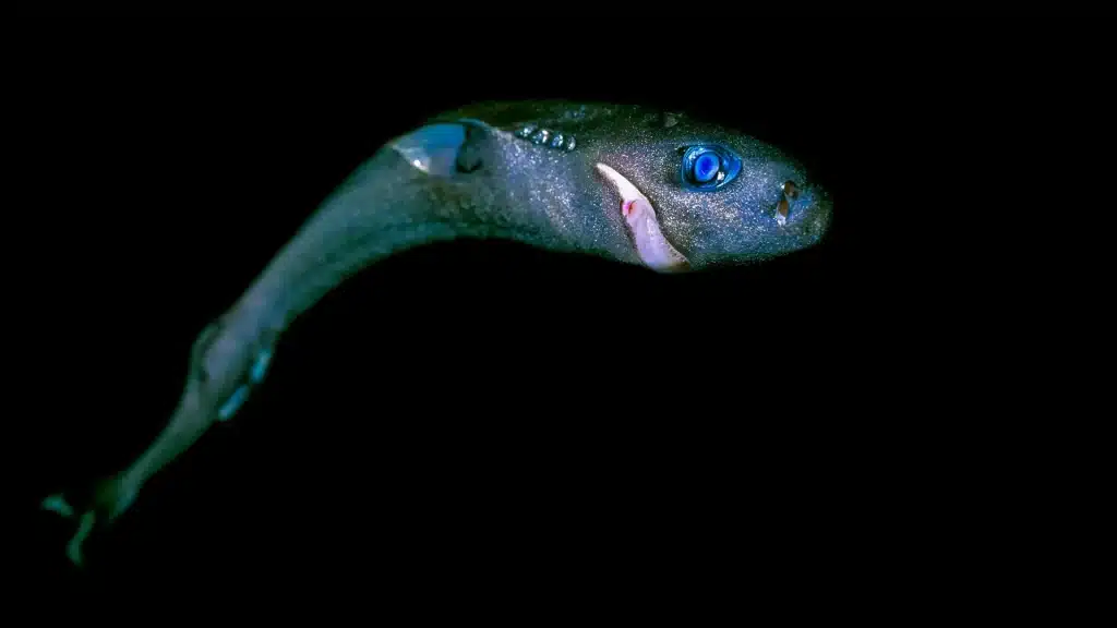 Squali: 30 specie e razze a rischio per l’estrazione mineraria degli abissi