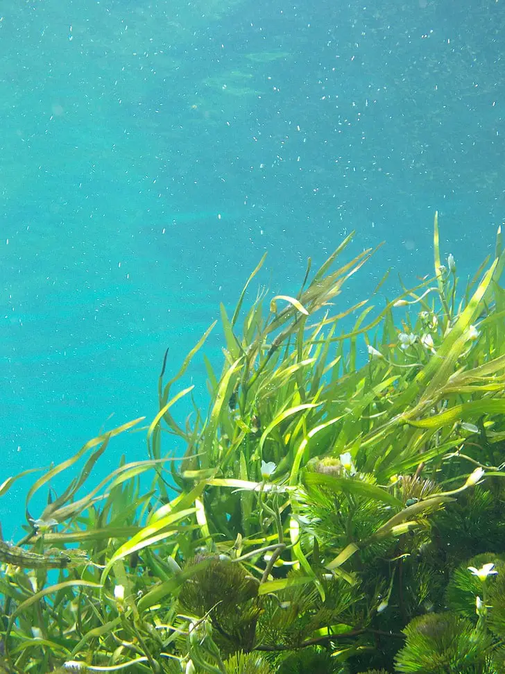 Sifoneina: il segreto delle alghe che non temono il sole