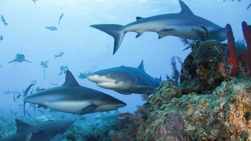 Squali: 30 specie e razze a rischio per l’estrazione mineraria degli abissi