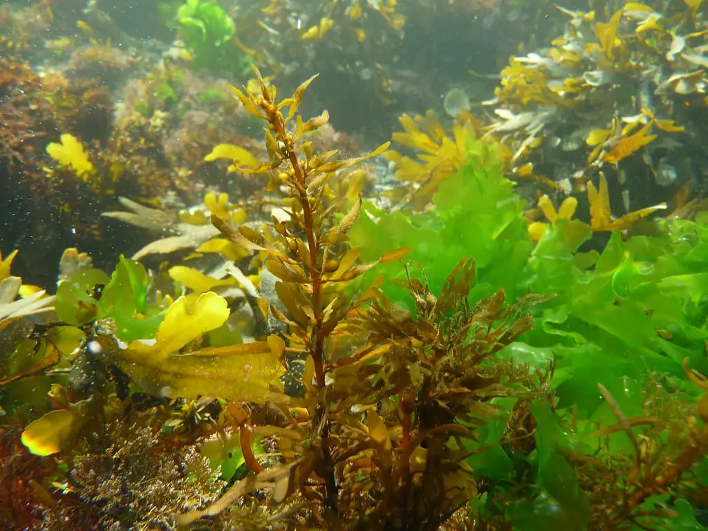 Perché il sargasso sta invadendo i caraibi? Una nuova ricerca svela cosa sta davvero accadendo nell'atlantico