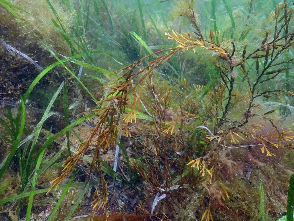 Perché il sargasso sta invadendo i caraibi? Una nuova ricerca svela cosa sta davvero accadendo nell'atlantico