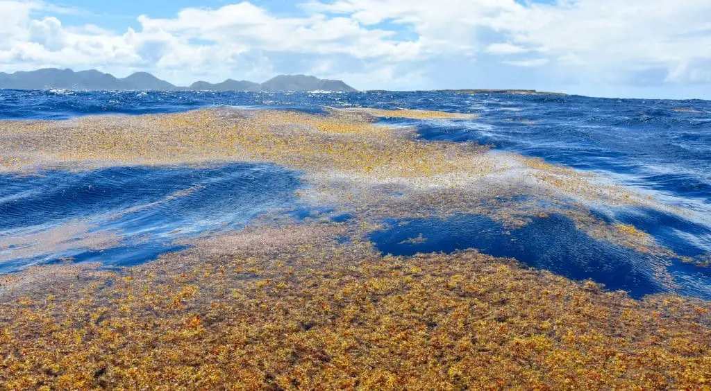 Sargasso sulle spiagge della florida: un nuovo ostacolo per le tartarughe marine appena nate