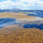 Alghe tropicali: il caldo variabile le prepara alle ondate di calore? %alghe tropicali: il caldo variabile le prepara alle ondate di calore? Count(title)% Alghe tropicali: il caldo variabile le prepara alle ondate di calore?