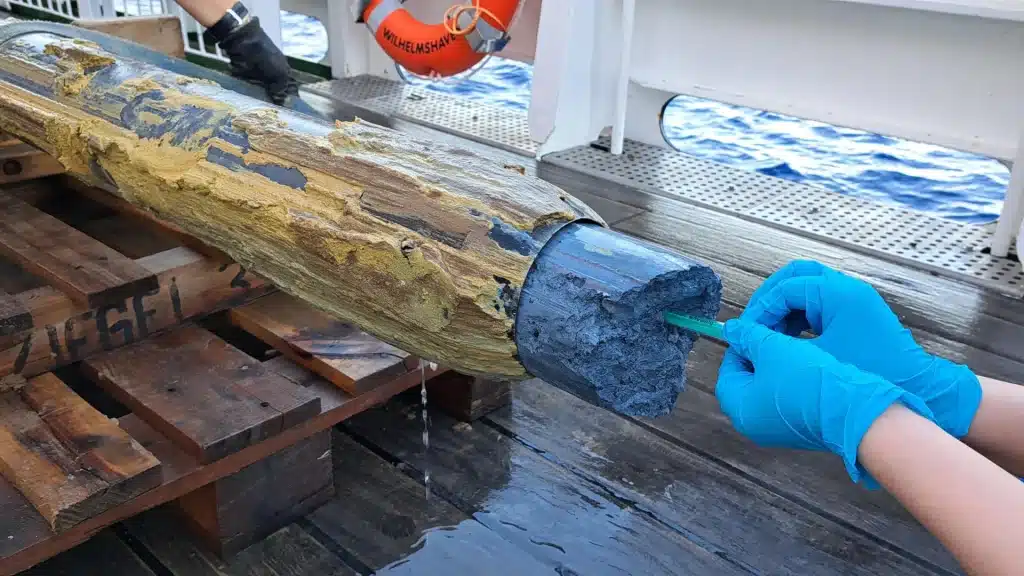 Scoperta la vita ai limiti: microbi sopravvivono a ph 12 nel fondo dell’oceano