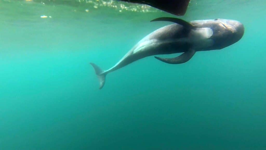 Quanti calamari mangiano i globicefali delle hawai‘i? Una nuova ricerca svela numeri impressionanti %quanti calamari mangiano i globicefali delle hawai‘i? Una nuova ricerca svela numeri impressionanticount(title)% Quanti calamari mangiano i globicefali delle hawai‘i? Una nuova ricerca svela numeri impressionanti