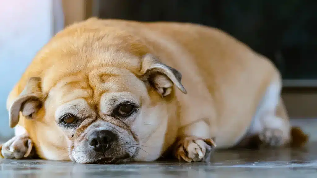 Animali sempre più malati come noi: uno studio spiega perché cancro, obesità e diabete stanno esplodendo in tutte le specie %animali sempre più malati come noi: uno studio spiega perché cancro, obesità e diabete stanno esplodendo in tutte le speciecount(title)% Animali sempre più malati come noi: uno studio spiega perché cancro, obesità e diabete stanno esplodendo in tutte le specie