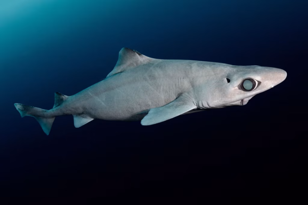 I cosmetici stanno uccidendo squali abissali? Il gulper shark rischia l’estinzione %i cosmetici stanno uccidendo squali abissali? Il gulper shark rischia l’estinzionecount(title)% Gulper-shark-estinzione-squalene-cosmetici