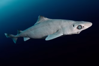 Gulper-shark-estinzione-squalene-cosmetici