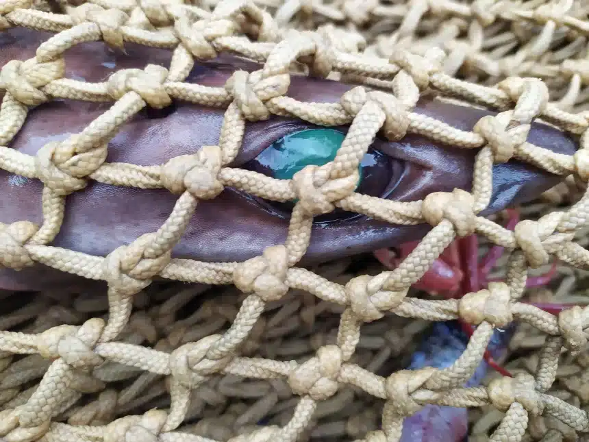 I cosmetici stanno uccidendo squali abissali? Il gulper shark rischia l’estinzione %i cosmetici stanno uccidendo squali abissali? Il gulper shark rischia l’estinzionecount(title)% Gulper-shark-estinzione-squalene-cosmetici