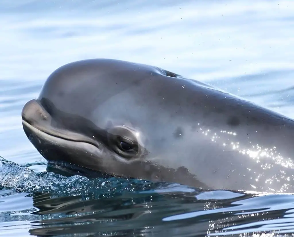 Quanti calamari mangiano i globicefali delle hawai‘i? Una nuova ricerca svela numeri impressionanti %quanti calamari mangiano i globicefali delle hawai‘i? Una nuova ricerca svela numeri impressionanticount(title)% Quanti calamari mangiano i globicefali delle hawai‘i? Una nuova ricerca svela numeri impressionanti