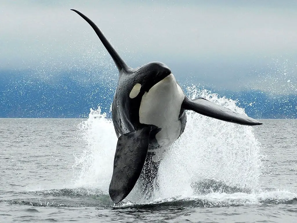 Due popolazioni distinte di orche transitorie lungo la west coast: lo rivela uno studio durato 16 anni