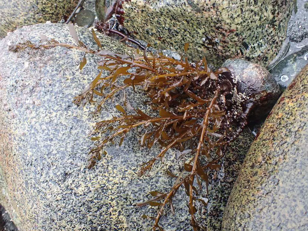 Perché il sargasso sta invadendo i caraibi? Una nuova ricerca svela cosa sta davvero accadendo nell'atlantico