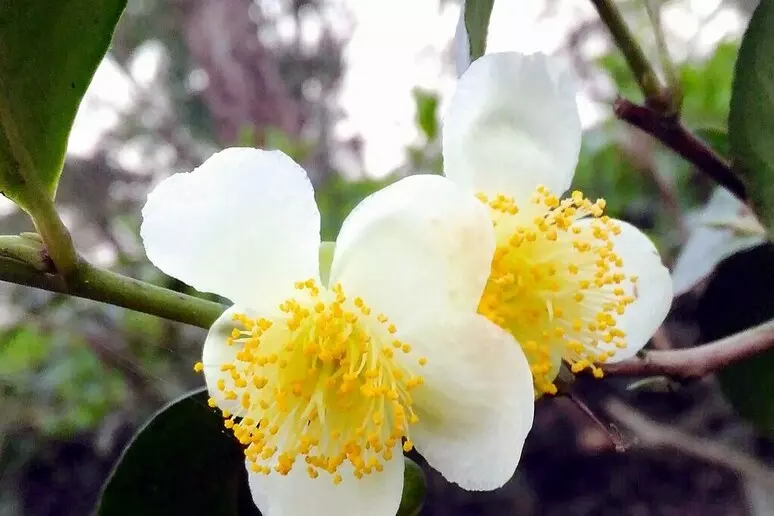 Si potrà coltivare il tè sulla luna ma non su marte: lo rivela una simulazione britannica %si potrà coltivare il tè sulla luna ma non su marte: lo rivela una simulazione britannicacount(title)% Tè