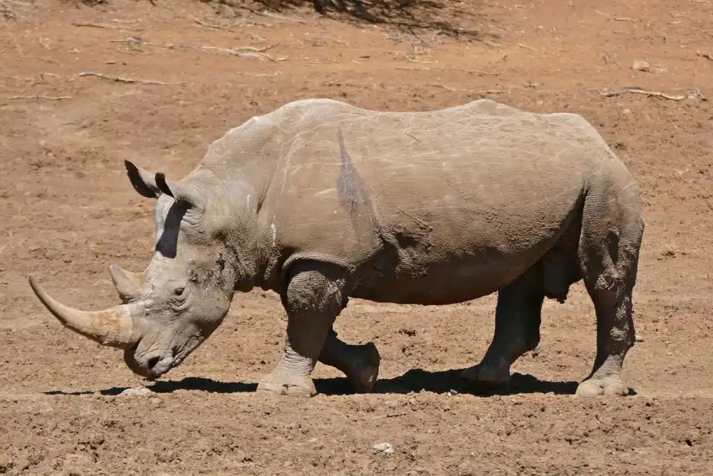 Top 5 animali estinti (o funzionalmente estinti) per colpa dell’uomo %top 5 animali estinti (o funzionalmente estinti) per colpa dell’uomocount(title)% Top 5 animali estinti (o funzionalmente estinti) per colpa dell’uomo