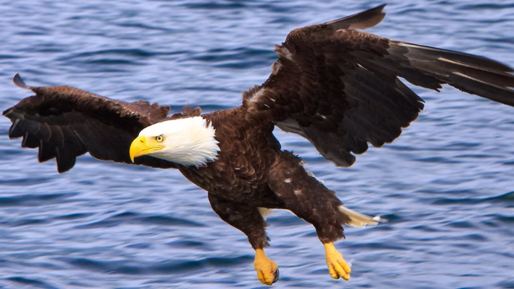 Aquile che migrano… verso nord? Il caso sorprendente delle aquile di mare testabianca dell’arizona %aquile che migrano… verso nord? Il caso sorprendente delle aquile di mare testabianca dell’arizonacount(title)% Aquile che migrano… verso nord? Il caso sorprendente delle aquile di mare testabianca dell’arizona