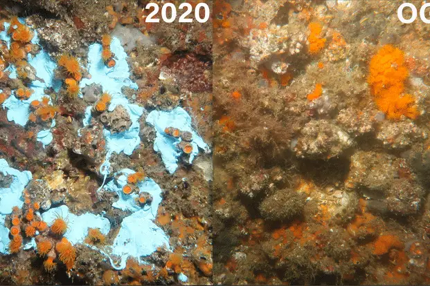 Il corallo arancione può tornare davvero a bagnoli nonostante l’inquinamento? %il corallo arancione può tornare davvero a bagnoli nonostante l’inquinamento? Count(title)% Il corallo arancione può tornare davvero a bagnoli nonostante l’inquinamento?