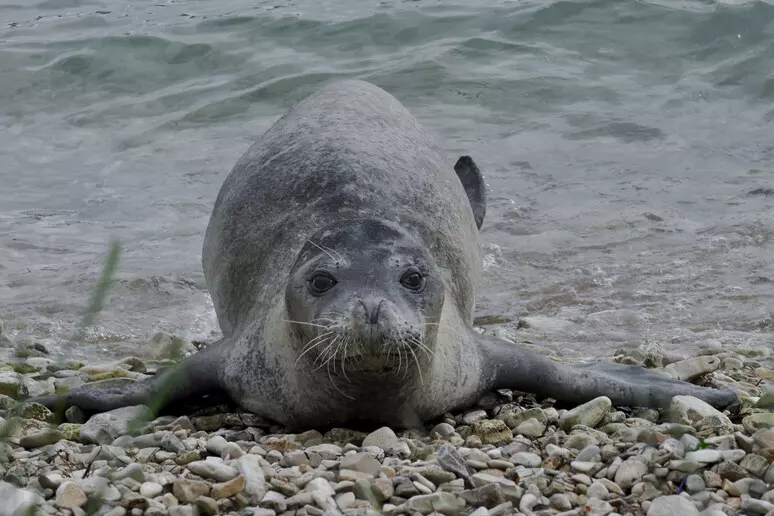 La foca monaca sta davvero tornando a riprodursi in italia? I nuovi indizi cambiano tutto %la foca monaca sta davvero tornando a riprodursi in italia? I nuovi indizi cambiano tuttocount(title)% Foca monaca