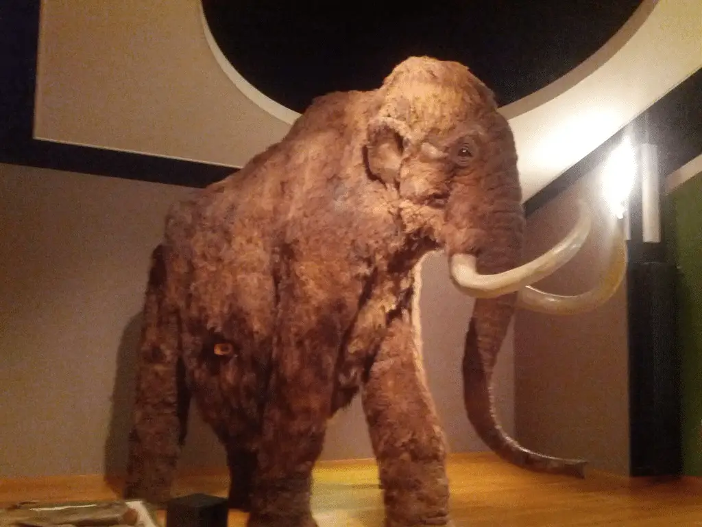 Il mammut oggi sopravviverebbe davvero? Scienza, ecologia e limiti della “de-estinzione” [animali impossibili]