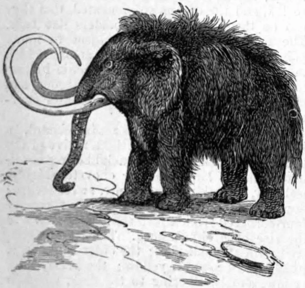 Il mammut oggi sopravviverebbe davvero? Scienza, ecologia e limiti della “de-estinzione” [animali impossibili]