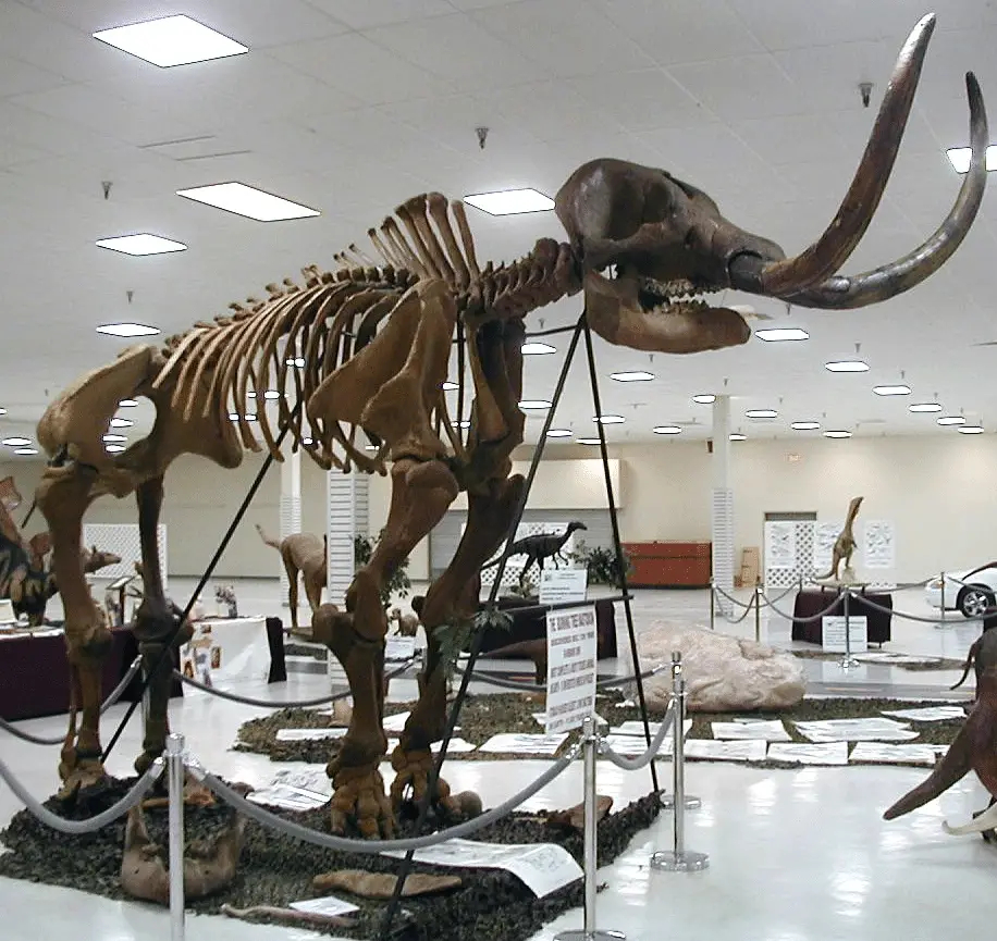 Il mammut oggi sopravviverebbe davvero? Scienza, ecologia e limiti della “de-estinzione” [animali impossibili]