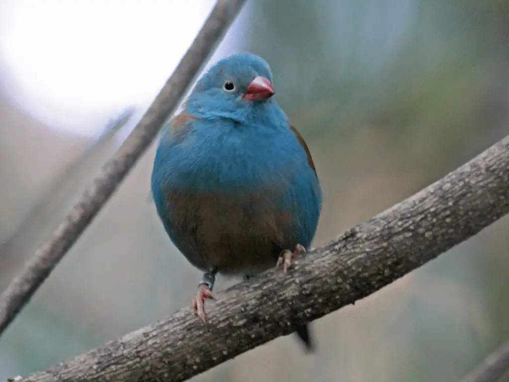 Perché i puffi (quasi certamente) non potrebbero esistere nel mondo reale [animali impossibili]