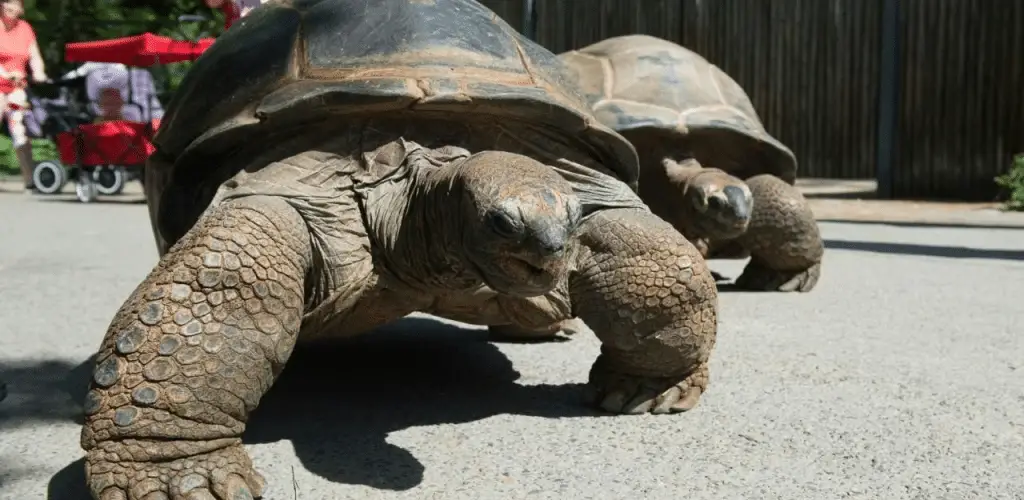 Perché i puffi (quasi certamente) non potrebbero esistere nel mondo reale [animali impossibili]