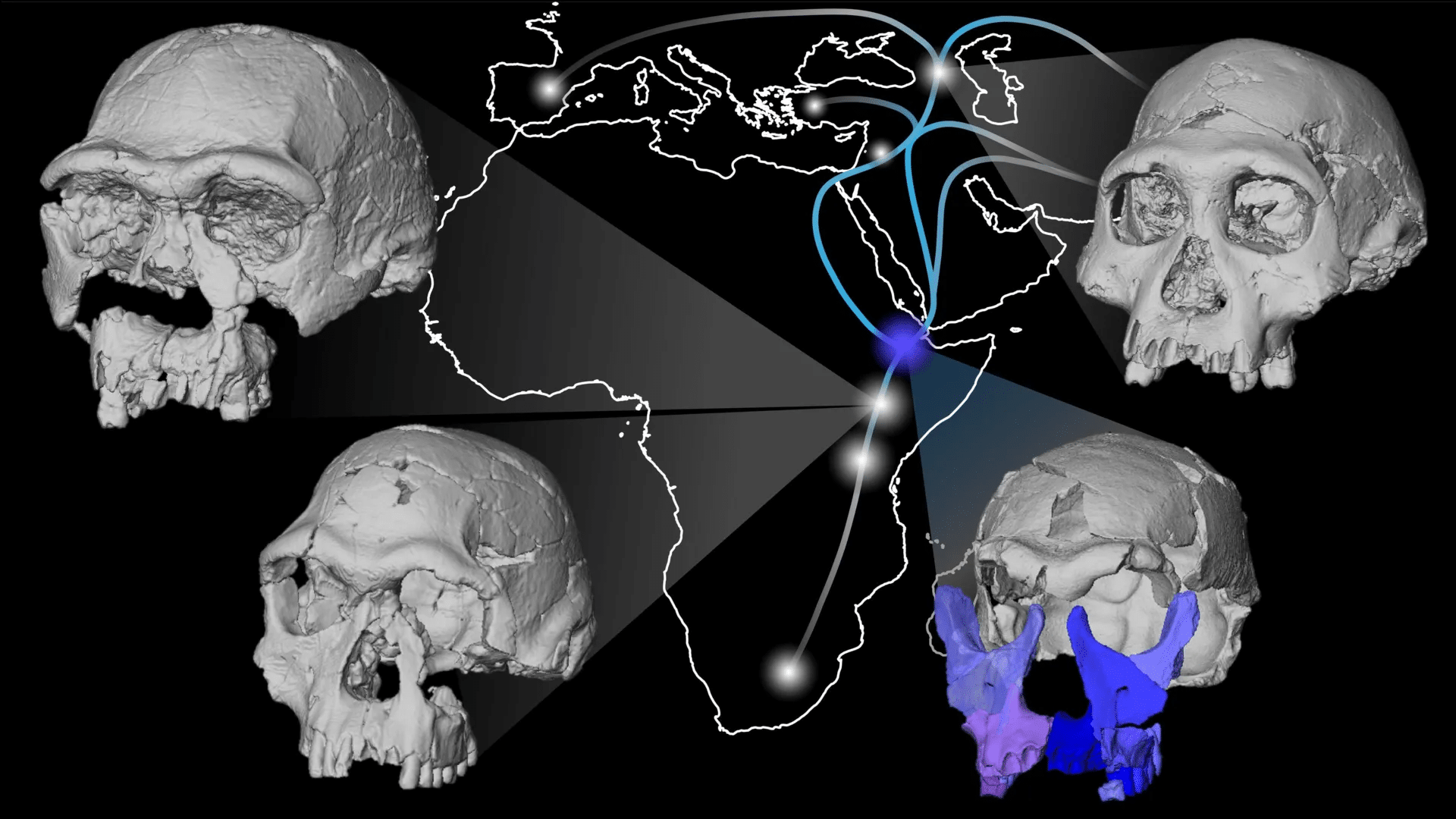 Homo erectus