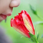Tspo e olfatto: cosa succede ai neuroni quando manca la proteina %tspo e olfatto: cosa succede ai neuroni quando manca la proteinacount(title)% Tspo e olfatto: cosa succede ai neuroni quando manca la proteina