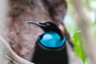 Tessuto-piu-nero-mondo-uccello-paradiso