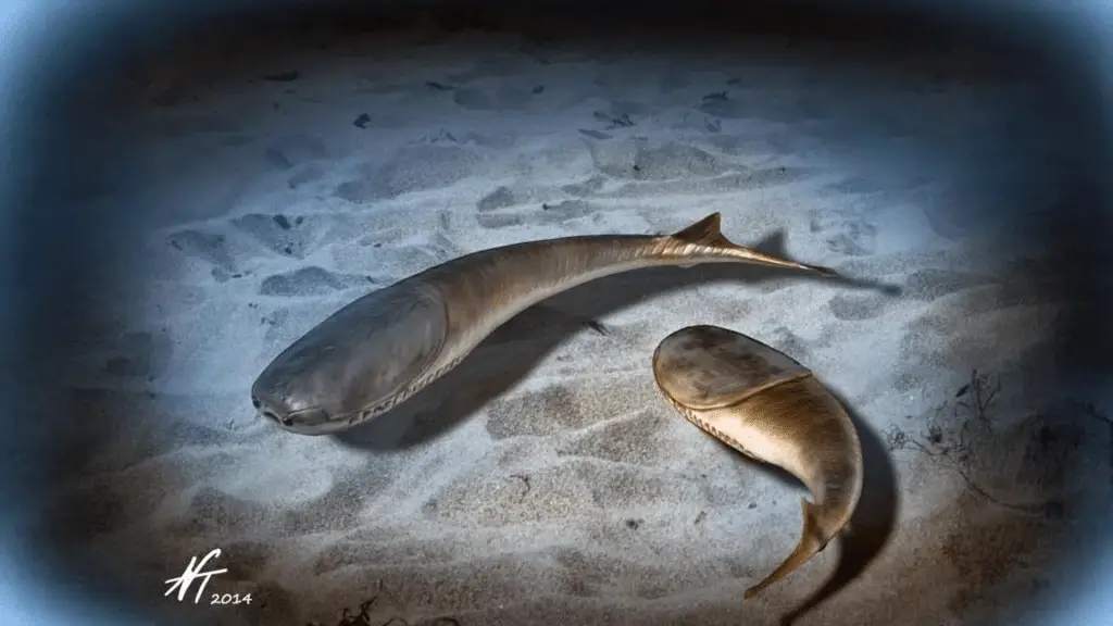 Quando un’era glaciale ha creato i vertebrati moderni